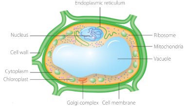 Diagram of plant cell structure