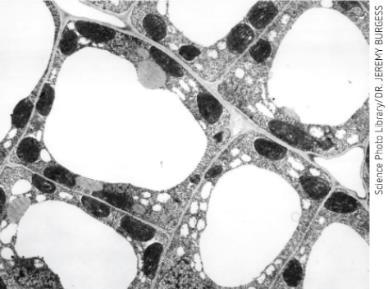 Diagram of chloroplast structure