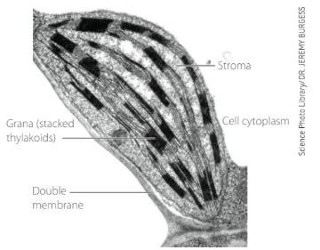 Electron micrograph of cell membrane