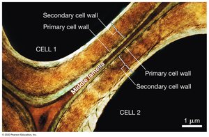 Middle lamella between plant cells
