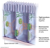 Types of animal cell junctions