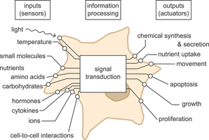 Signal transduction overview