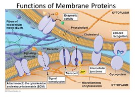 Functions of membrane proteins