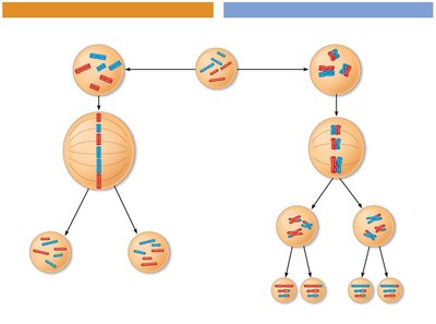 Detailed comparison of mitosis and meiosis