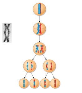 Crossing over and recombinant chromosomes