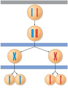 Diagram showing reduction of chromosome number during meiosis