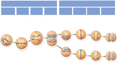 Overview of Meiosis I and II phases