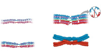 Crossing over and synapsis during Prophase I