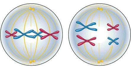 Metaphase I of Meiosis compared to Metaphase of Mitosis