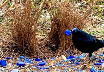 Bowerbird constructing a nest with blue objects
