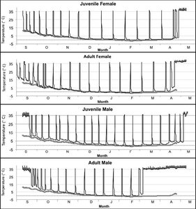 Sex differences in torpor patterns during hibernation in ground squirrels