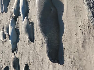 Elephant seals on the beach
