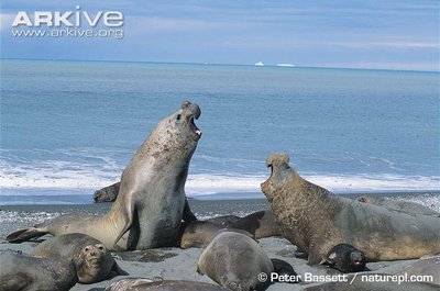 Male elephant seals displaying dominance