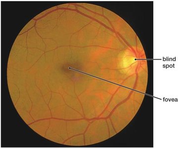 Retina showing fovea and blind spot