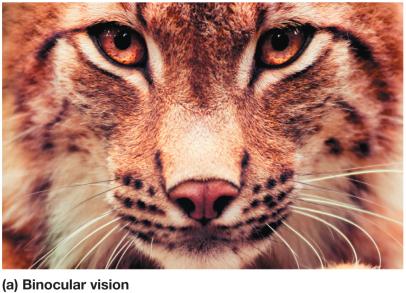 Binocular vision in a predator