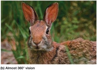 360-degree vision in a prey animal