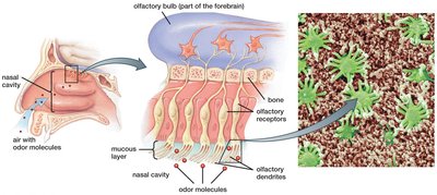 Olfactory receptors in the nasal cavity