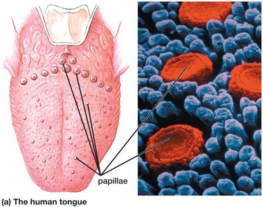 Papillae on the human tongue