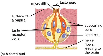 Structure of a taste bud