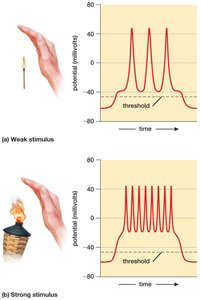 Graph showing receptor potentials in response to weak and strong stimuli