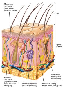 Diagram of mechanoreceptors in the skin