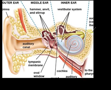 Anatomy of the human ear