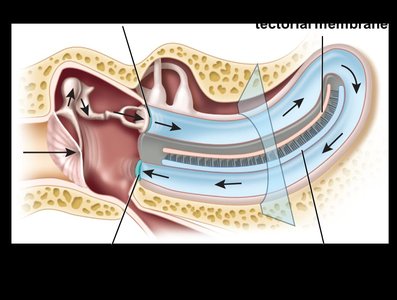 Sound wave transmission in the cochlea