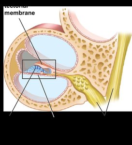 Hair cells in the cochlea