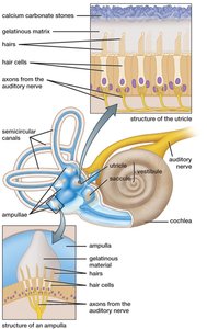 Vestibular apparatus and hair cells