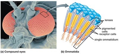 Compound eyes and ommatidia
