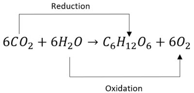Redox reaction in photosynthesis equation