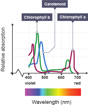 Absorption spectra of chlorophyll a, chlorophyll b, and carotenoids