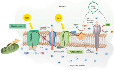 Diagram of light reactions in the thylakoid membrane