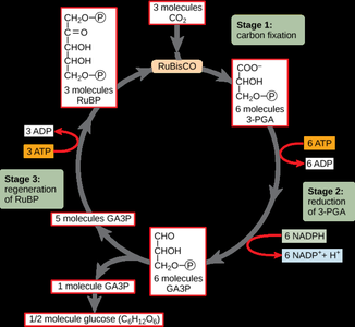 Diagram of the Calvin cycle showing carbon fixation and sugar synthesis