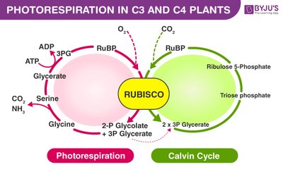 General Biology Plant Physiology Study Guide | Photosynthesis | Notes