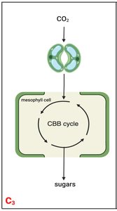 Diagram of C3 photosynthesis pathway