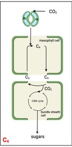 Diagram of C4 photosynthesis pathway