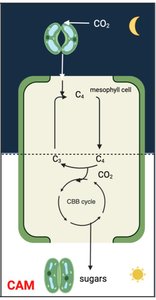 Diagram of CAM photosynthesis pathway