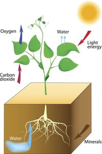 Diagram showing photosynthesis inputs and outputs in a plant