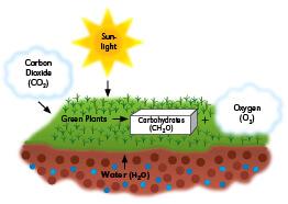 Diagram of photosynthesis showing conversion of CO2 and H2O to carbohydrates and O2