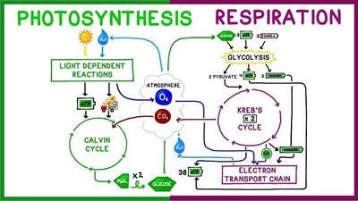 Comparison diagram of photosynthesis and respiration pathways