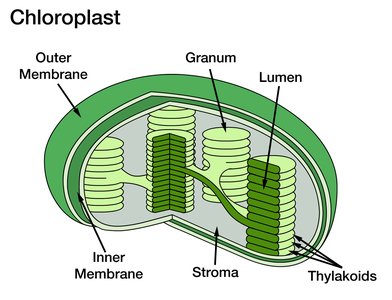 Diagram of chloroplast structure showing thylakoids, stroma, and membranes