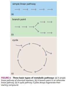 Three types of metabolic pathways: linear, branch point, and cycle