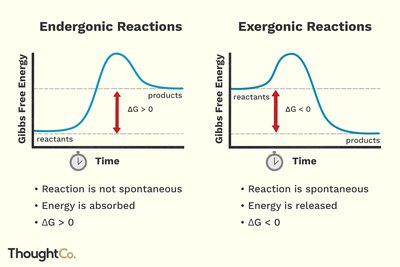 Graphs comparing endergonic and exergonic reactions