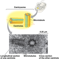 Diagram of centrosome and centrioles with microtubule arrangement