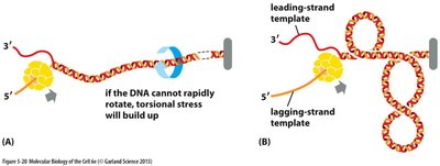DNA topoisomerase relieving supercoiling