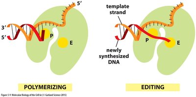 DNA polymerase editing function