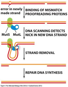 Mismatch repair mechanism