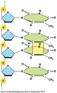 Thymine dimer formation