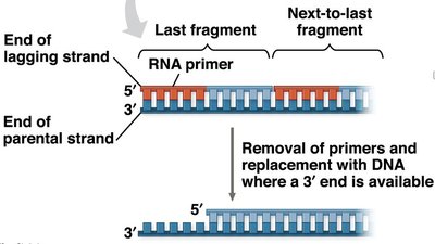 Telomere extension mechanism